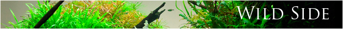 minibanner wild side just aquascaping